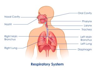 سیستم تنفسی 