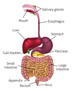 گوارش